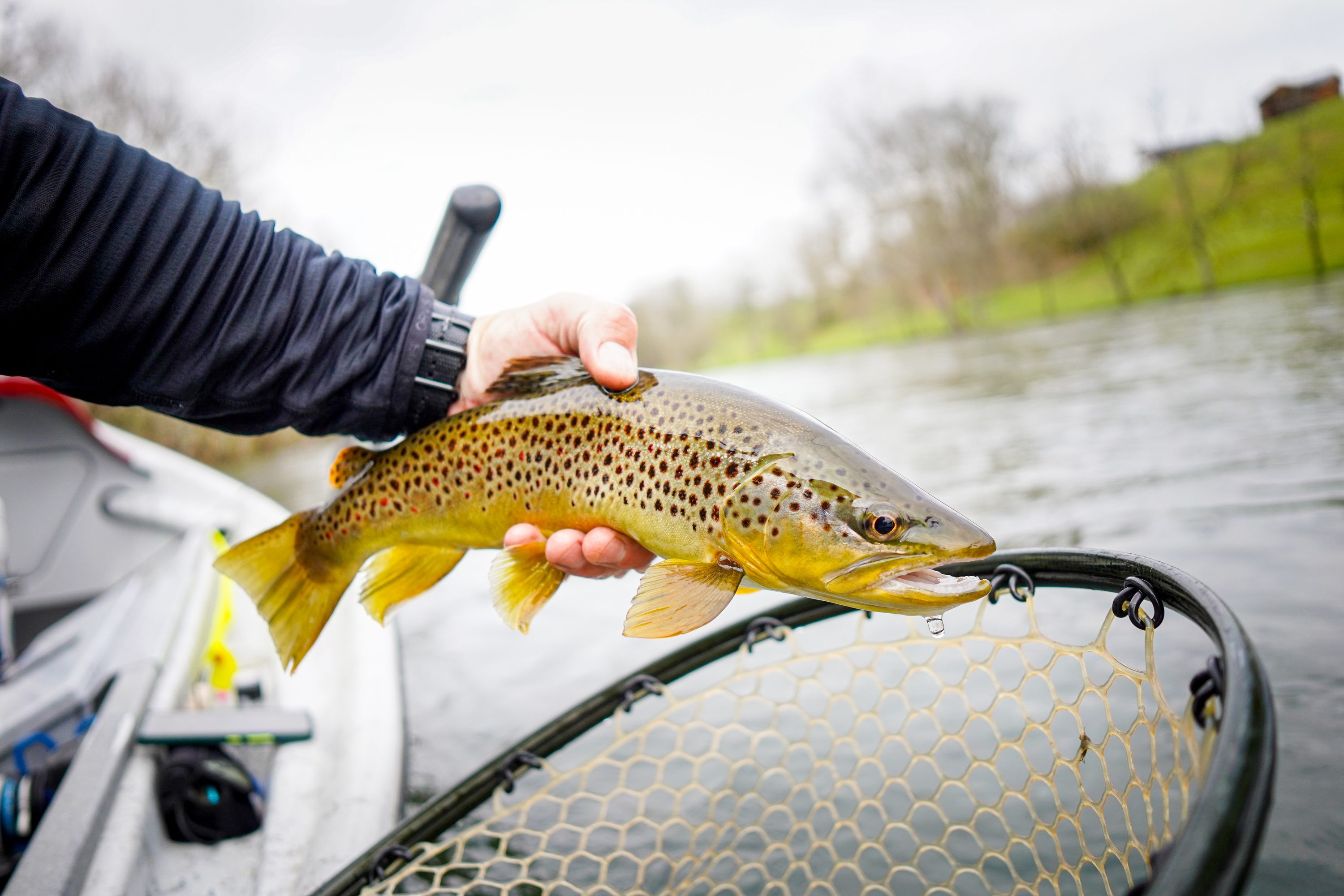 South Holston Brown Trout
