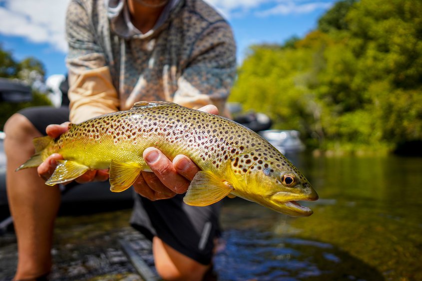 Brown trout from the South Holston River