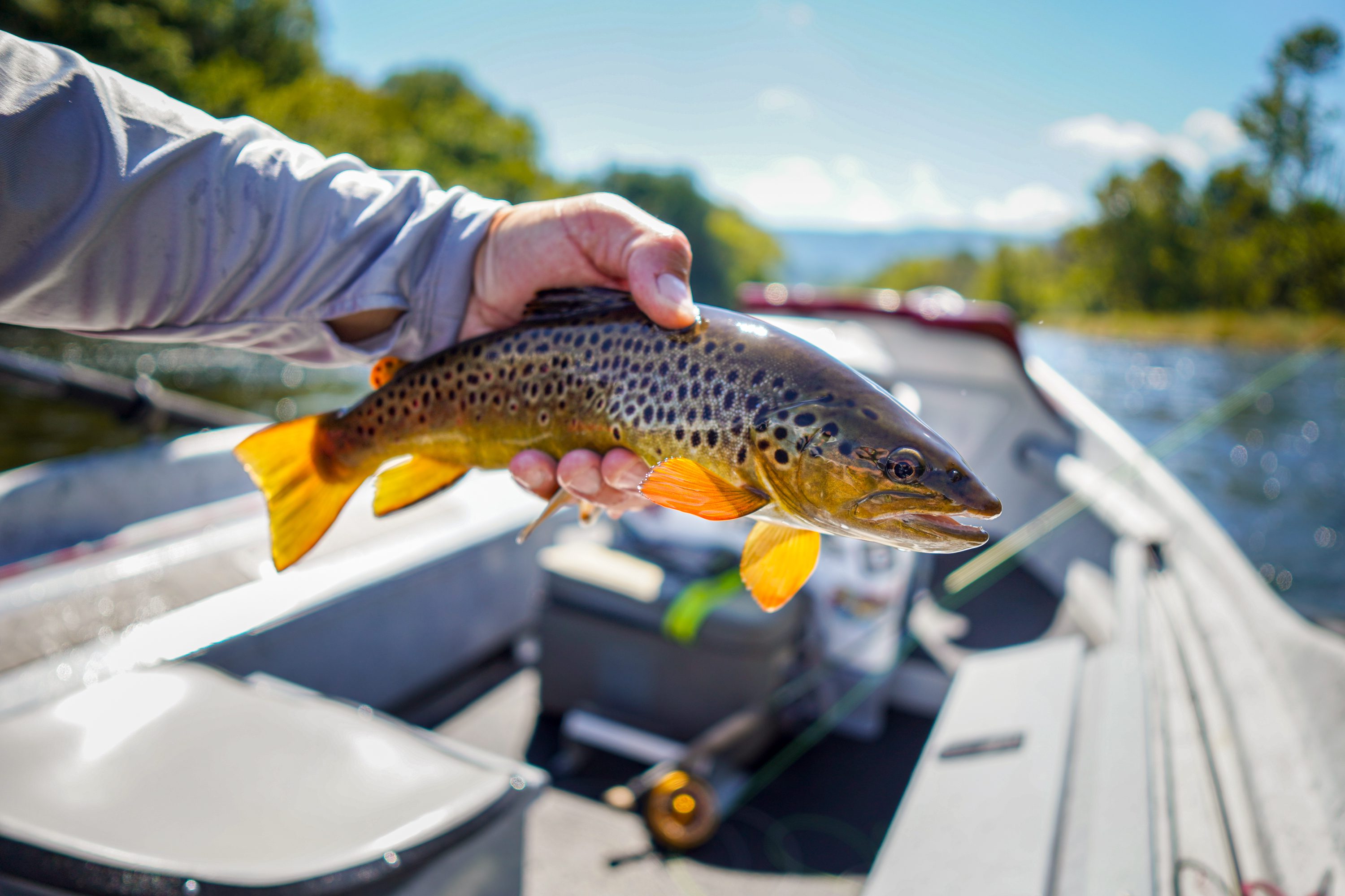 wild brown trout caught fly fishing the SOHO
