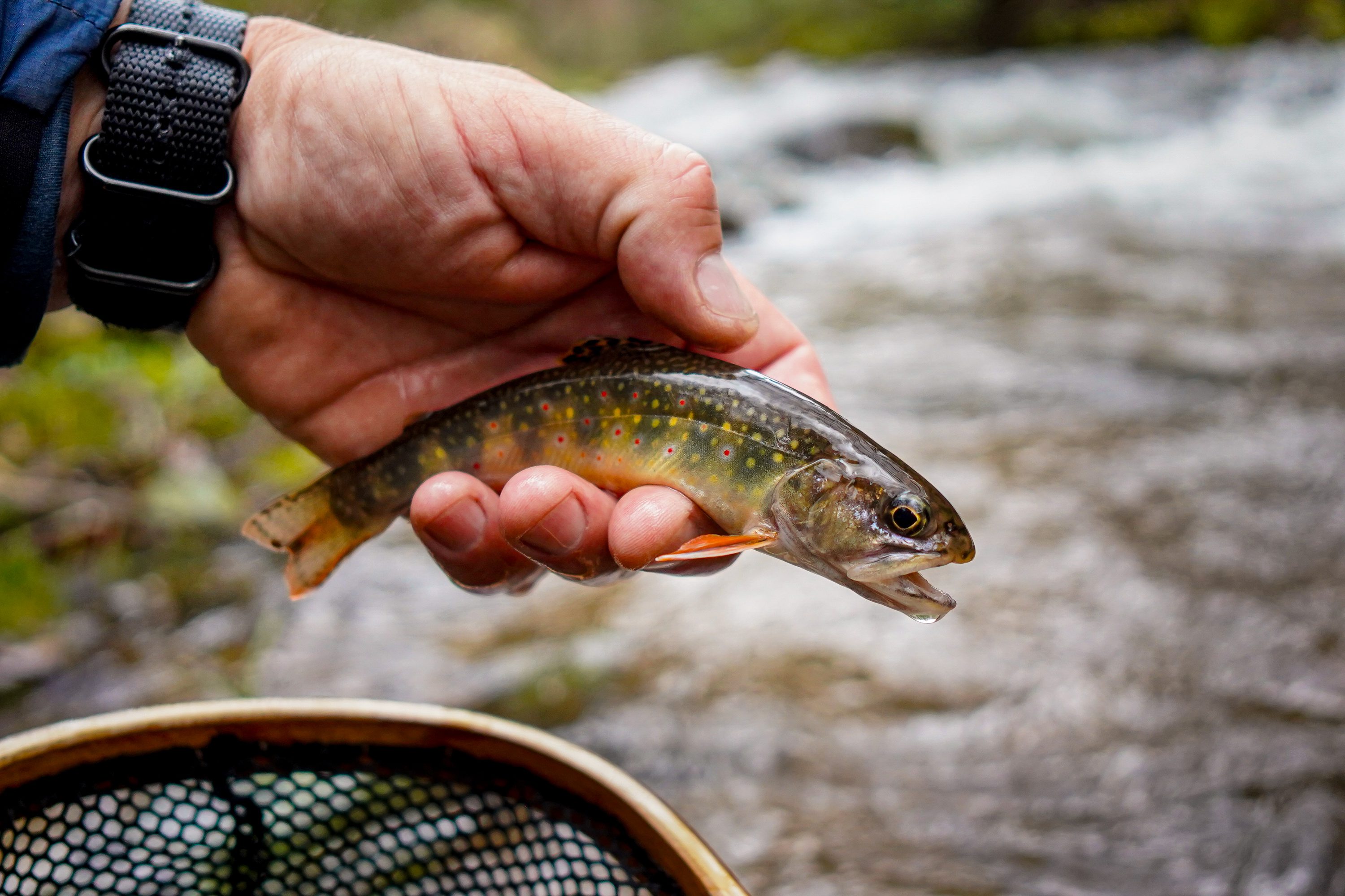Southern Appalachian Brook trout caught fly fishing East Tennessee.