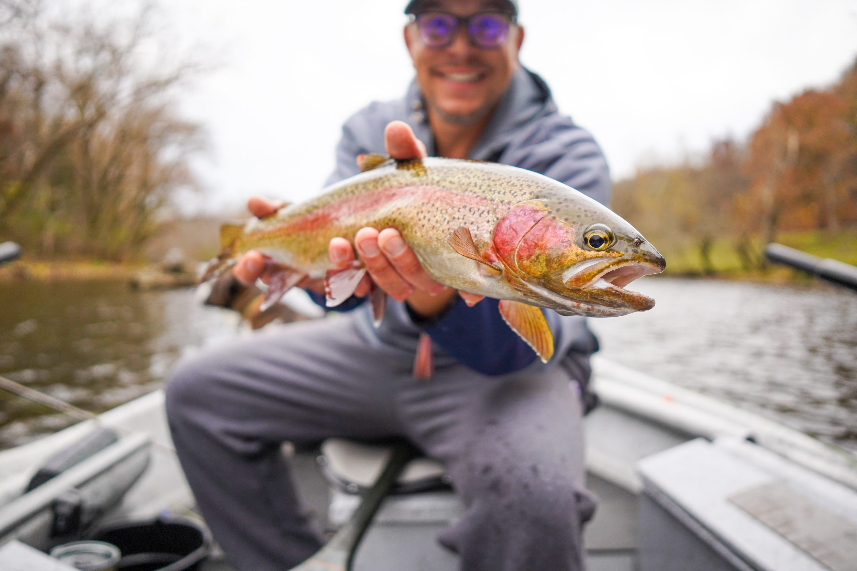 rainbow trout caught fly fishing