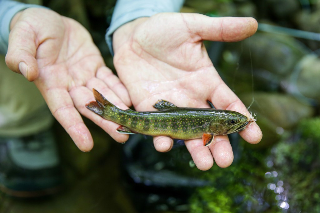 Brook trout caught in GSMNP