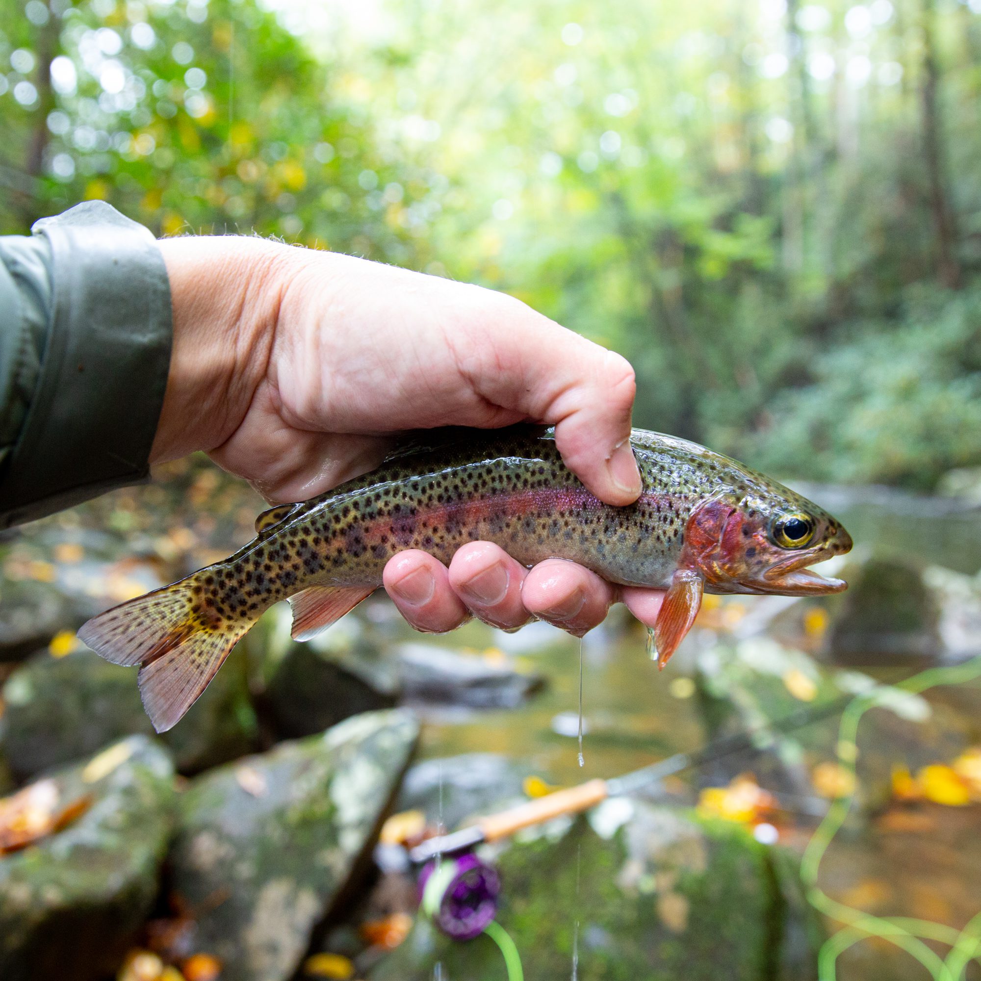 wild rainbow trout caught fly fishing